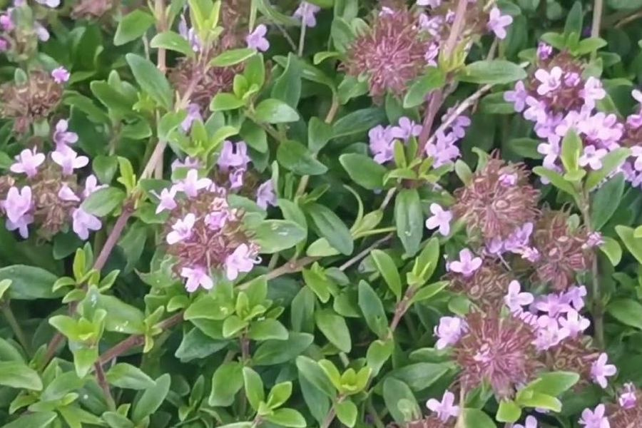 Το φυτό που με το δυνατό άρωμά του κρατά μακριά τα κουνούπια