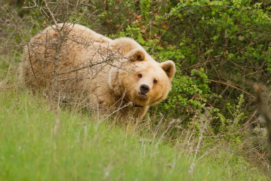 Αρκούδα στην Εορδαία εισέβαλε σε κοτέτσια οικισμού, σύσταση στους κατοίκους για αυξημένη προσοχή