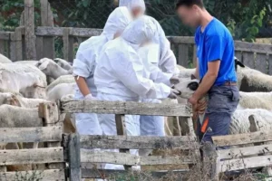 Λέσβος: Δεύτερο κρούσμα αφθώδους πυρετού στην Πελόπη