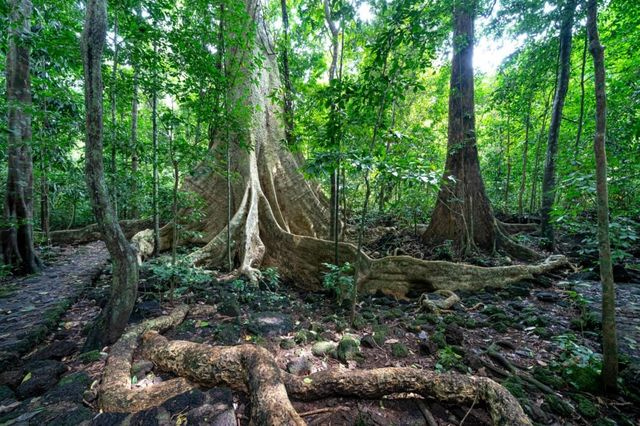 Πώς τα φυτά μετακινήθηκαν από τη θάλασσα στην ξηρά και άλλαξαν τη Γη για πάντα