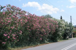 Γιατί θέλουν να ξεριζώσουν την Πικροδάφνη από τα σχολεία  ;