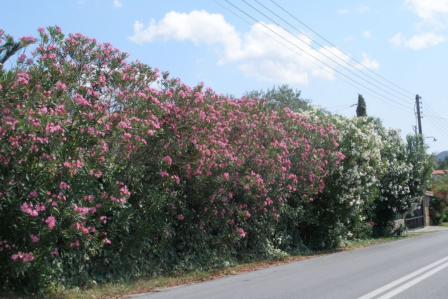 Γιατί θέλουν να ξεριζώσουν την Πικροδάφνη από τα σχολεία  ;