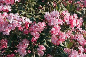 Ενημέρωση στα σχολεία για την τοξικότητα του φυτού της πικροδάφνης – Επικίνδυνο για τους ανθρώπους και τα ζώα