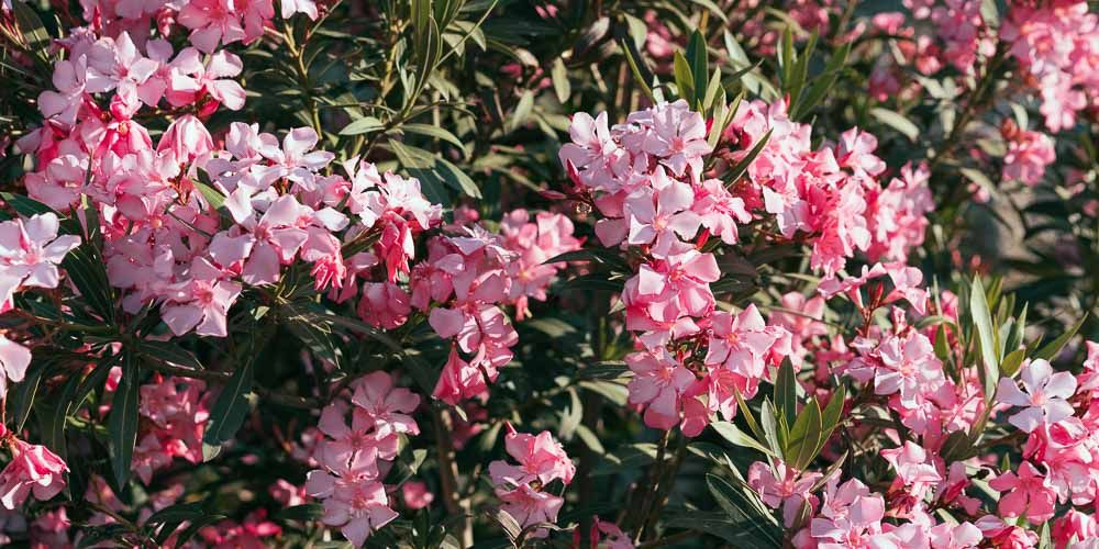 Ενημέρωση στα σχολεία για την τοξικότητα του φυτού της πικροδάφνης – Επικίνδυνο για τους ανθρώπους και τα ζώα