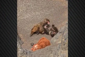 Ο μικρός πίθηκος Punch βρήκε συντροφιά, δείτε εικόνες με τις τρυφερές αγκαλιές