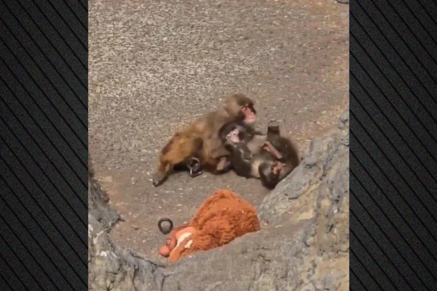 Ο μικρός πίθηκος Punch βρήκε συντροφιά, δείτε εικόνες με τις τρυφερές αγκαλιές