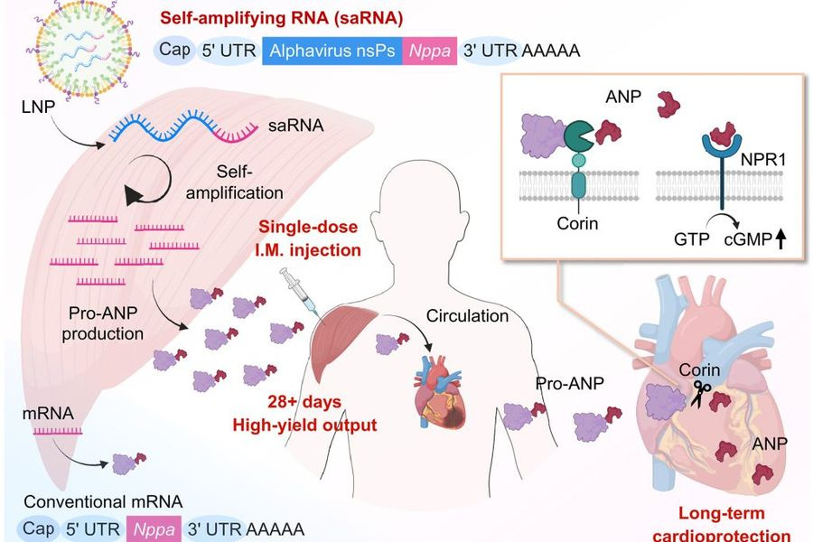 Θεραπεία RNA βοηθάει την καρδιά να επουλώνεται μετά από καρδιακή προσβολή