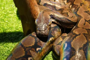 Μόριο στο αίμα του πύθωνα συνδέεται με νέα φάρμακα κατά της παχυσαρκίας, λένε επιστήμονες