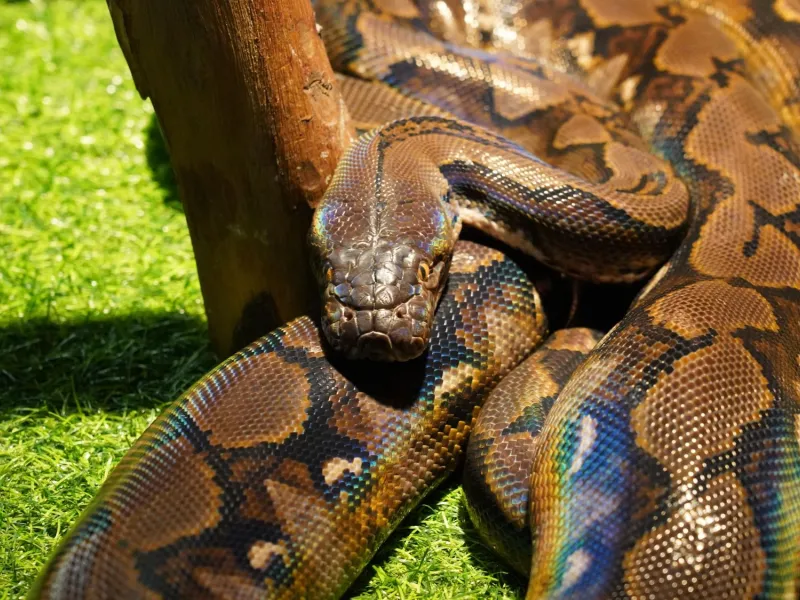 Μόριο στο αίμα του πύθωνα συνδέεται με νέα φάρμακα κατά της παχυσαρκίας, λένε επιστήμονες