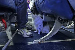 Πτήση επαναπατρισμού Αθήνα-Ντουμπάι για κατοικίδια και τους ιδιοκτήτες τους