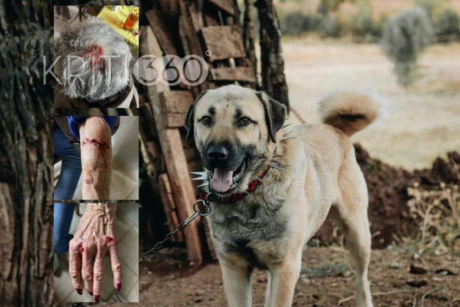 Τρόμος για 76χρονη – Δέχτηκε άγρια επίθεση από δύο μεγαλόσωμα σκυλιά