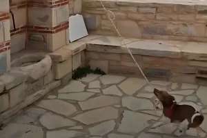 (ΒΙΝΤΕΟ) Σκύλος χτυπά την καμπάνα σε εκκλησία στην Κρήτη και γίνεται viral