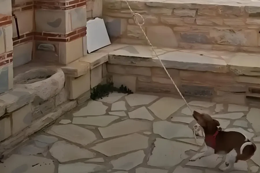 (ΒΙΝΤΕΟ) Σκύλος χτυπά την καμπάνα σε εκκλησία στην Κρήτη και γίνεται viral