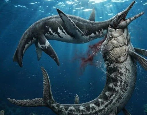 Σπάνιο εύρημα αποκαλύπτει τη μάχη ανάμεσα σε δύο αρχαία θαλάσσια τέρατα