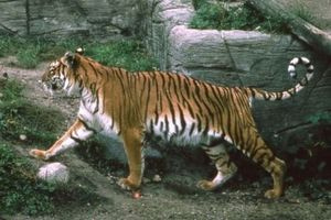 Το Καζακστάν κάνει αναδασώσεις για να «αναστήσει» τις τίγρεις της περιοχής