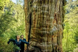 Οι επιστήμονες ερεύνησαν το έδαφος κάτω από ένα από τα αρχαιότερα δέντρα της Γης