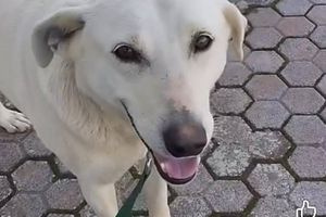 Σοκ στα Χανιά: Πυροβόλησαν και σκότωσαν τον Μπεν