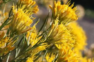 Το αντικαταθλιπτικό βότανο που είναι βάλσαμο για τη διάθεση