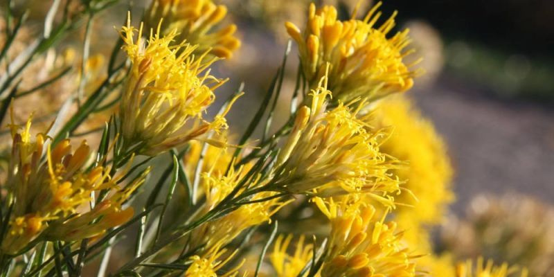 Το αντικαταθλιπτικό βότανο που είναι βάλσαμο για τη διάθεση