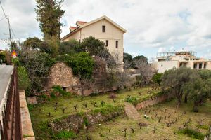 Eκδήλωση  για το  αμπέλι του Βενιζέλου στη Χαλέπα