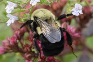 Οι βομβίνοι μπορούν να αναπνέουν κάτω από το νερό για μια εβδομάδα