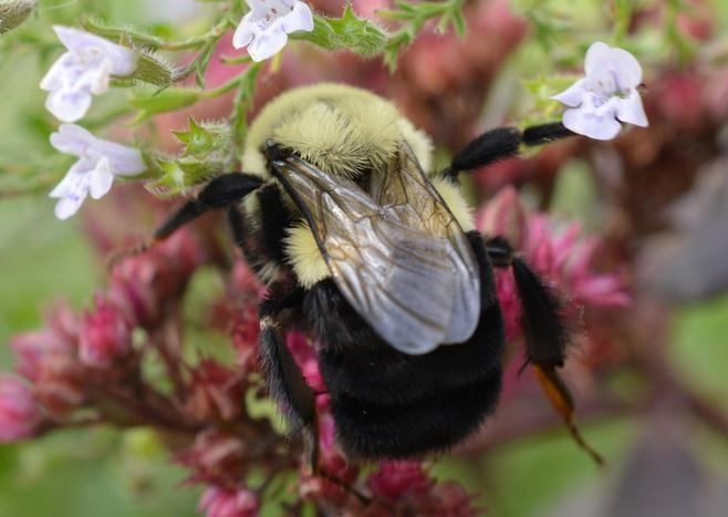 Οι βομβίνοι μπορούν να αναπνέουν κάτω από το νερό για μια εβδομάδα