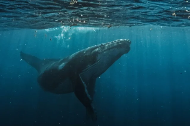 Τα παράξενα πλάσματα που ζουν στα βάθη των ωκεανών και τρέφονται με φάλαινες