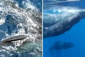 Συγκινητικό βίντεο δείχνει φάλαινες να συνεργάζονται για τον ερχομό νεογέννητου – «Τα ζώα ενώνονται για να τα καταφέρουν»