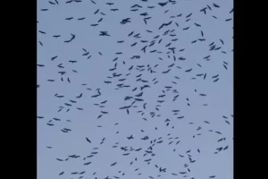 Εντυπωσιακό θέαμα στον Λίβανο: Χιλιάδες πελαργοί γέμισαν τον ουρανό καθ’ οδόν προς τους τόπους αναπαραγωγής τους