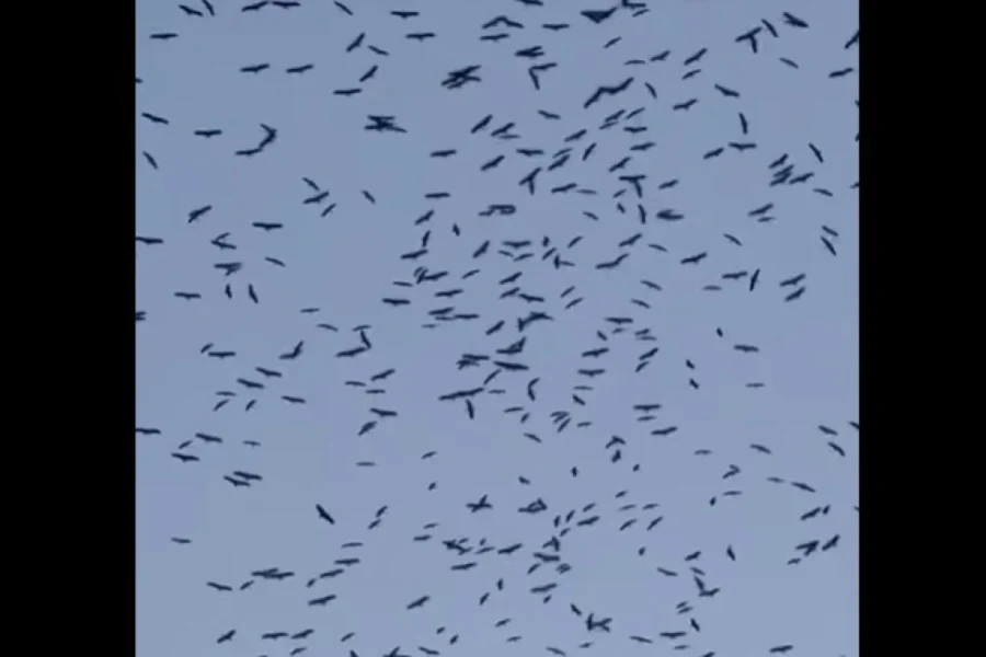 Εντυπωσιακό θέαμα στον Λίβανο: Χιλιάδες πελαργοί γέμισαν τον ουρανό καθ’ οδόν προς τους τόπους αναπαραγωγής τους