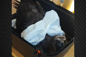 Δαδιά: Δηλητηρίασαν δώδεκα μαυρογύπες, νεκροί οι εννέα