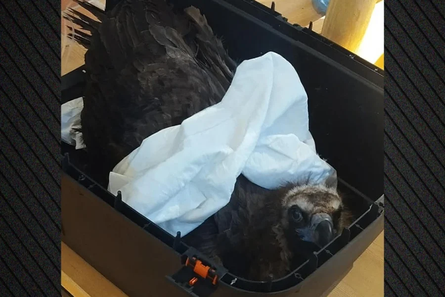 Δαδιά: Δηλητηρίασαν δώδεκα μαυρογύπες, νεκροί οι εννέα