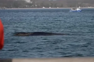 Απελευθερώθηκε φάλαινα που είχε παγιδευτεί στις ακτές της Βαλτικής: Δείτε βίντεο από τη διάσωση