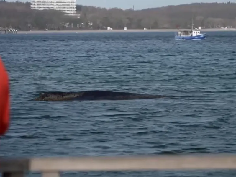 Απελευθερώθηκε φάλαινα που είχε παγιδευτεί στις ακτές της Βαλτικής: Δείτε βίντεο από τη διάσωση