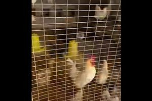 «Φάρμα» σε ταράτσα στους Αμπελόκηπους: Κατασχέθηκαν κατσίκες, κότες και πάπιες που διαβιούσαν σε άθλιες συνθήκες σε κτίριο επί της Λεωφόρου Κηφισίας