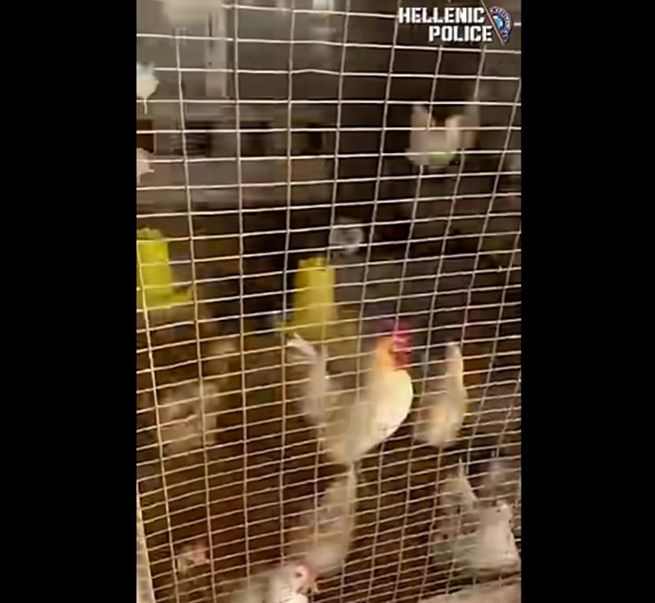 «Φάρμα» σε ταράτσα στους Αμπελόκηπους: Κατασχέθηκαν κατσίκες, κότες και πάπιες που διαβιούσαν σε άθλιες συνθήκες σε κτίριο επί της Λεωφόρου Κηφισίας