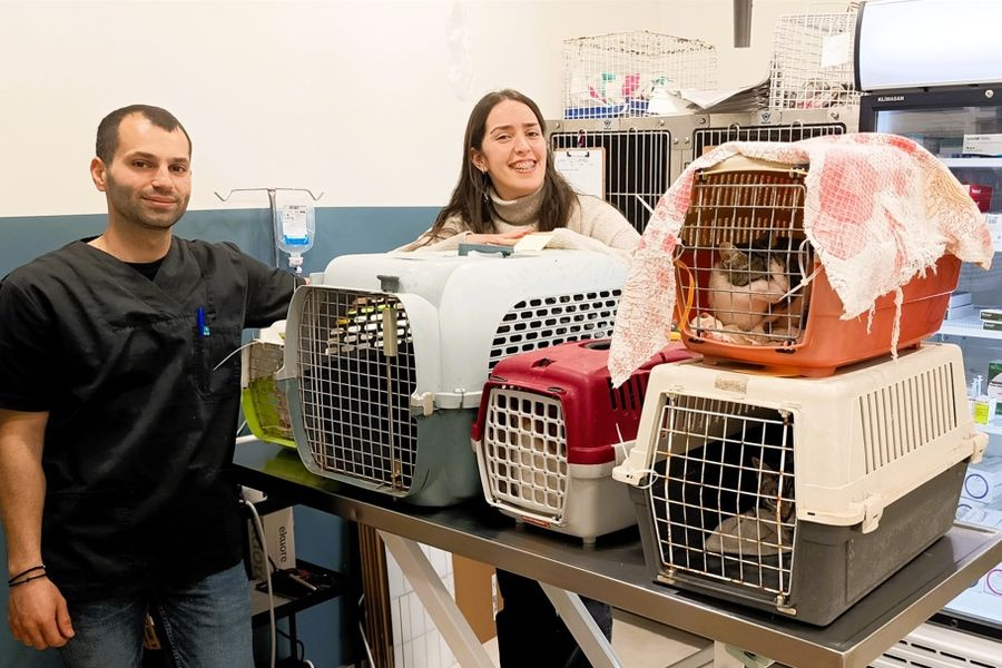 Εθελοντικές στειρώσεις αδέσποτων ζώων συντροφιάς από το Δήμο Χερσονήσου