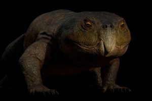 Ερπετό 230 εκατ. ετών με ράμφος παπαγάλου έφεραν στο φως επιστήμονες στη Βραζιλία