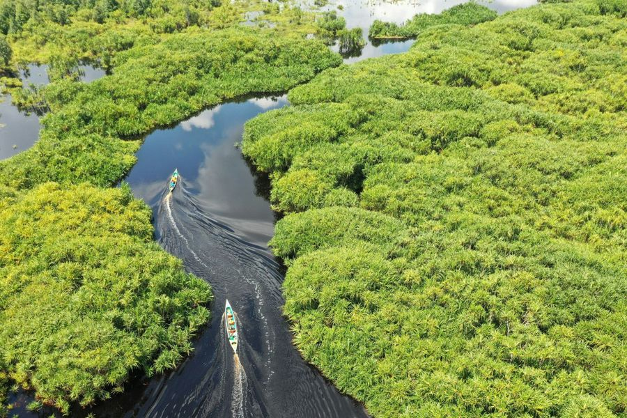 Ακόμα και το δάσος έχει το δικό του Ίντερνετ: Πώς επικοινωνούν τα ζώα μεταξύ τους