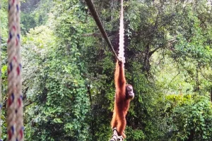 Μικρός «κασκαντέρ» σε ζούγκλα της Ινδονησίας: Ο ουρακοτάγκος που τόλμησε το πρώτο «βήμα» σε γέφυρα