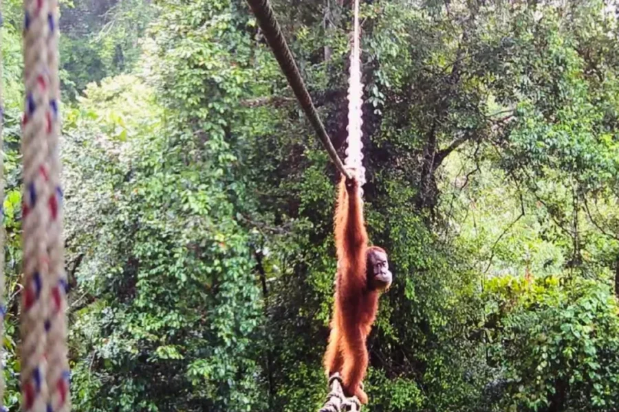 Μικρός «κασκαντέρ» σε ζούγκλα της Ινδονησίας: Ο ουρακοτάγκος που τόλμησε το πρώτο «βήμα» σε γέφυρα