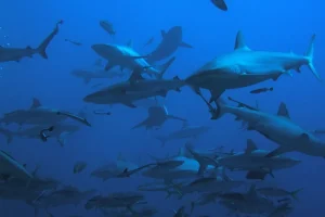 Οι καρχαρίες της Μεσογείου εξαφανίζονται