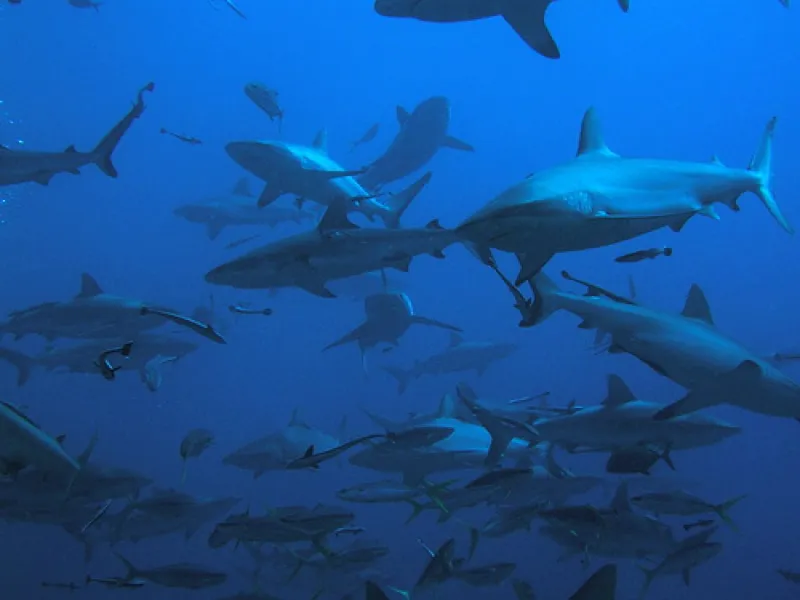 Οι καρχαρίες της Μεσογείου εξαφανίζονται