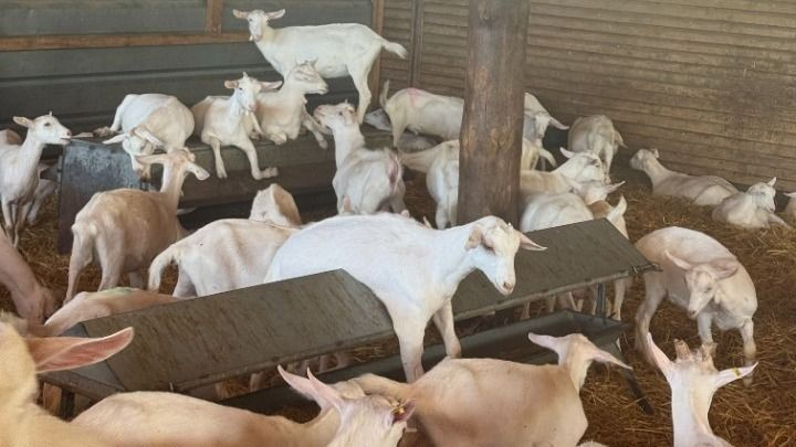 ΕΦΕΤ: Καμία εμπλοκή στο περιστατικό παράνομης εκτροφής ζώων σε ταράτσα κτιρίου στους Αμπελόκηπους