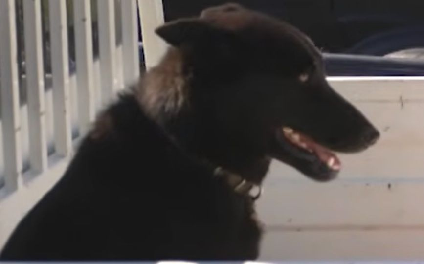 Τον έπιασαν στα πράσα: Η στιγμή που 48χρονος προσπαθεί να πουλήσει σκύλο για 50 ευρώ σε περαστικούς