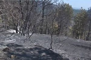 WWF: Η «Ενεργή Μάχη» για τα δάση αρχίζει τώρα – Έναρξη αντιπυρικής περιόδου 2026