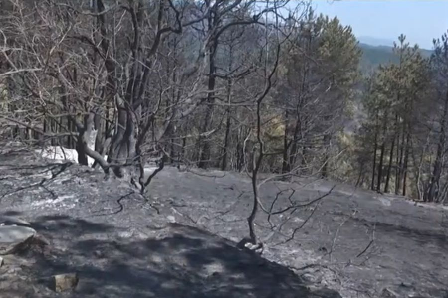 WWF: Η «Ενεργή Μάχη» για τα δάση αρχίζει τώρα – Έναρξη αντιπυρικής περιόδου 2026