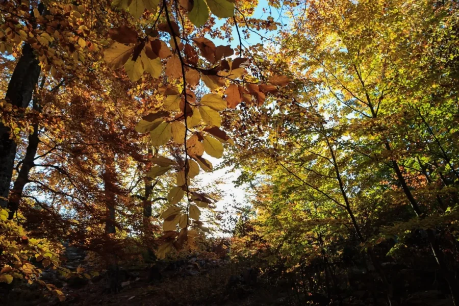 Επιβραδύνεται η καταστροφή των τροπικών δασών – Παραμένουν υψηλά τα επίπεδα αποψίλωσης