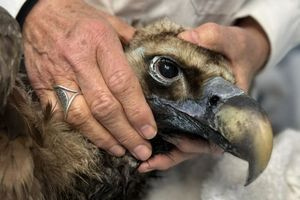 Ο μαυρόγυπας «Ιωάννα» επέστρεψε στη Δαδιά και ανανέωσε την ελπίδα