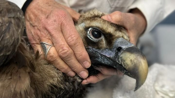 Ο μαυρόγυπας «Ιωάννα» επέστρεψε στη Δαδιά και ανανέωσε την ελπίδα